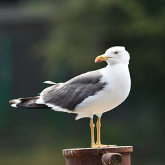 Larus fuscus