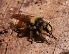 Laphria fernaldi