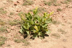 Koenigia hissarica