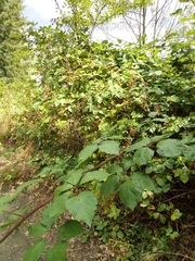 Rubus praecox
