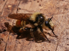 Laphria fernaldi