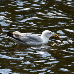 Larus argentatus