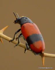 Clytra subfasciata
