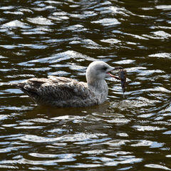 Larus argentatus