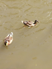 Anas platyrhynchos