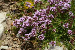 Thymus seravschanicus