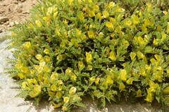 Astragalus lasiosemius