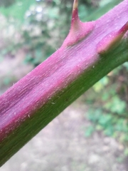 Rubus praecox