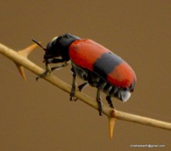 Clytra subfasciata