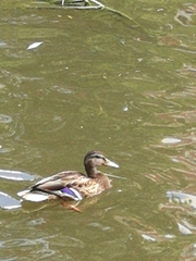 Anas platyrhynchos