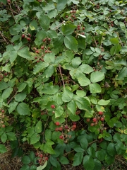 Rubus praecox