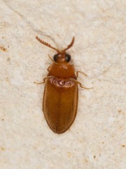 Brachypsectra fulva