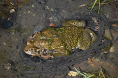 Rhinella limensis