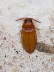 Brachypsectra fulva