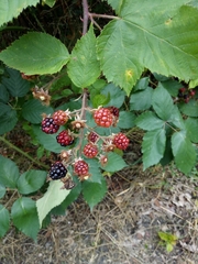 Rubus praecox