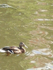 Anas platyrhynchos
