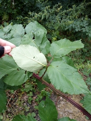 Rubus praecox