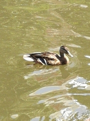 Anas platyrhynchos