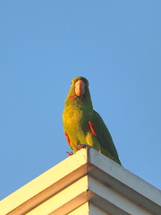 Psittacara leucophthalmus