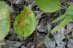 Liriomyza smilacinae