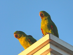 Psittacara leucophthalmus