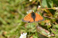 Melitaea minerva