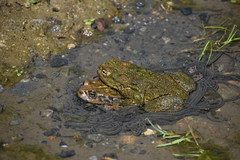 Rhinella limensis