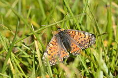 Melitaea minerva