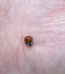 Harmonia axyridis