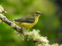Euphonia concinna