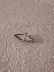 Cydalima perspectalis