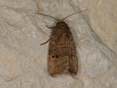 Elaphria fuscimacula