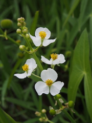 Sagittaria trifolia