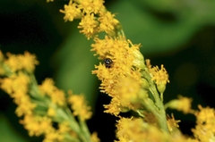 Hylaeus mesillae cressoni