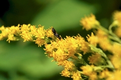 Hylaeus mesillae cressoni