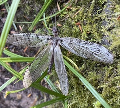 Dysmicohermes disjunctus