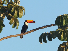 Ramphastos toco