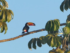Ramphastos toco