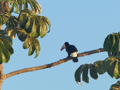 Ramphastos toco