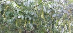Pterocarya fraxinifolia
