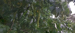 Pterocarya fraxinifolia