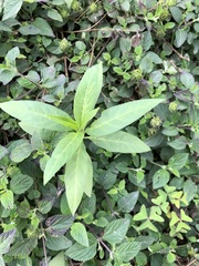 Asclepias curassavica