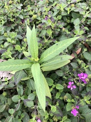 Asclepias curassavica
