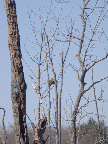 Great Horned Owl photographed in New York
