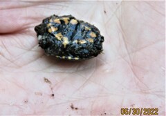 Kinosternon subrubrum