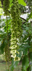 Pterocarya fraxinifolia