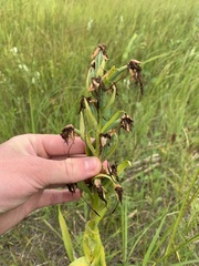 Platanthera praeclara