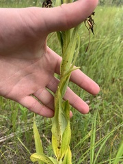 Platanthera praeclara