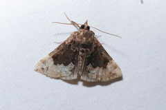 Hypena palparia