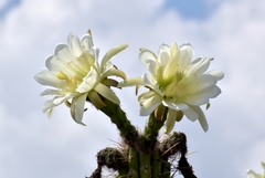 Trichocereus cuzcoensis